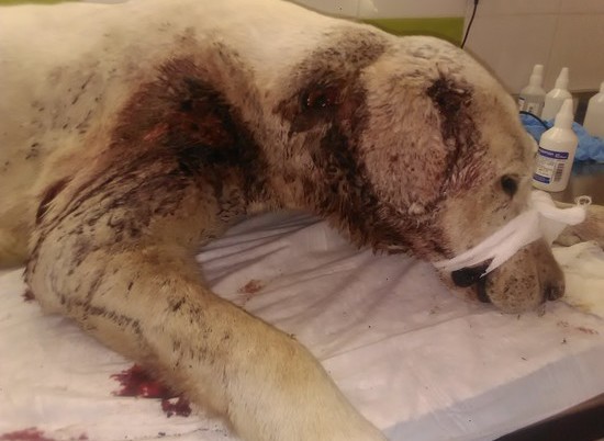 Ветеринары Волгограда выхаживают огромного пса, расстрелянного в упор